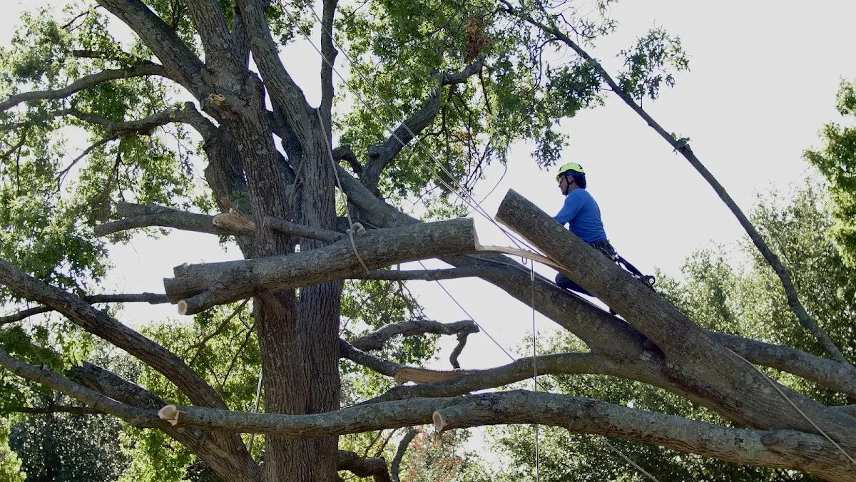 Professional Crown Thinning performed by certified arborists in Scottsburg